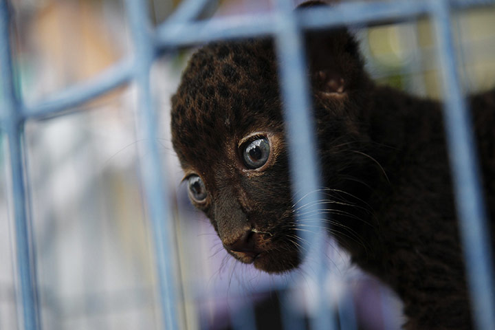24 Hours: A leopard cub in a cage after police arrested a man in Bangkok