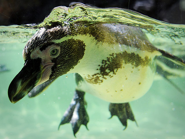 24 Hours:  A Humboldt penguin swims in the pool at the zoo
