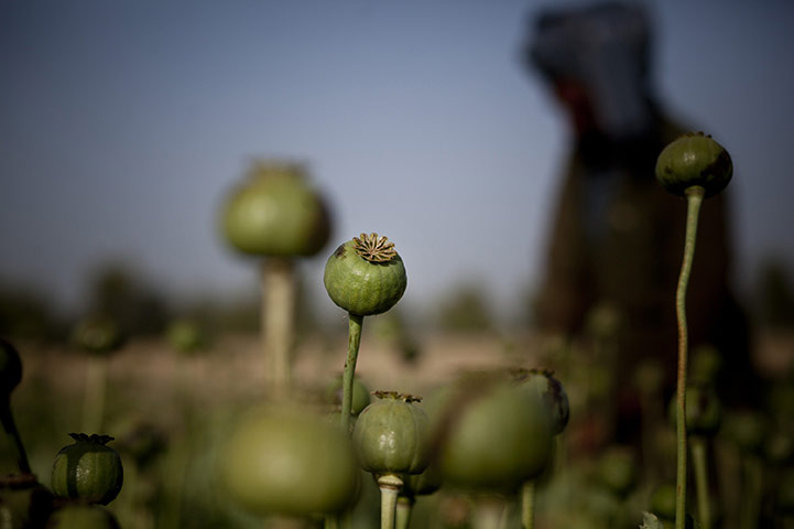 24 Hours: Poppies Cultivated At Kandahar Farm