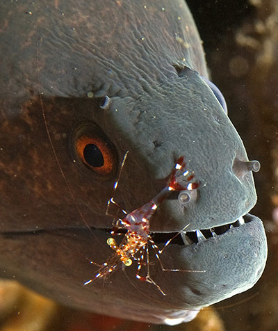 24 hours: Tulamben, Bali, A shrimp cleans a morey eel's mouth