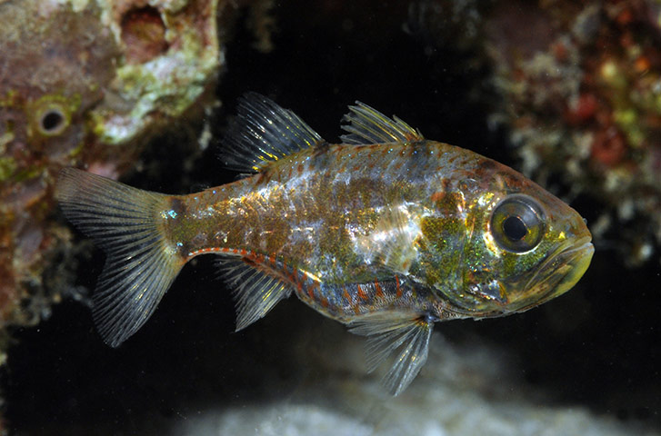 New Species in Bali: New species Siphamia new cardinalfish