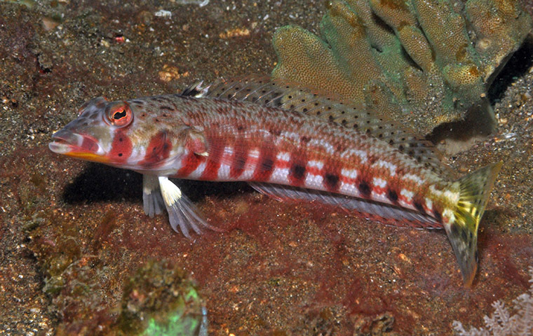 New Species in Bali: Parapercis new sandperch