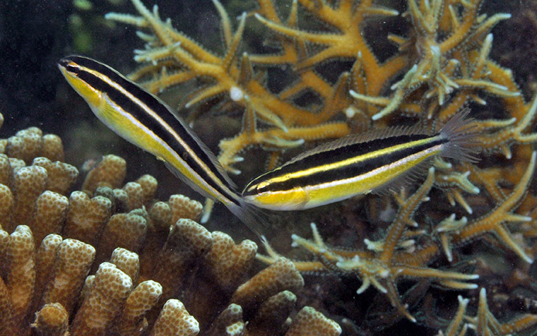 New Species in Bali: Meiacanthus new fangblenny