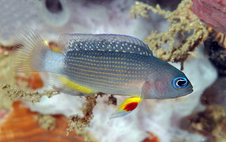 New Species in Bali: Manonichthys juvenile new dottyback