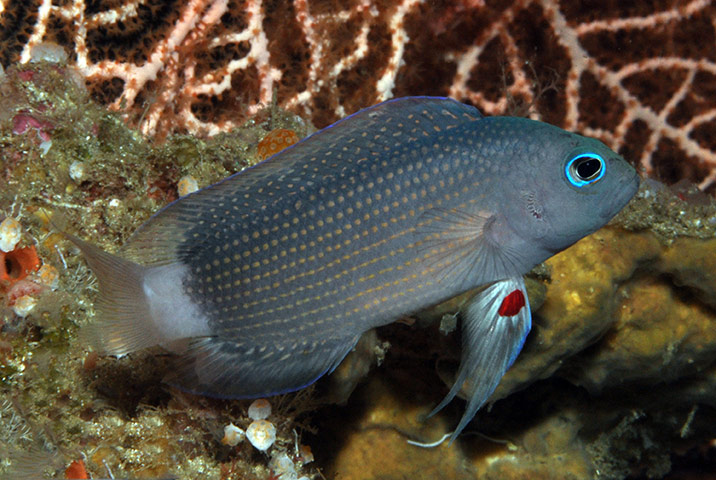 New Species in Bali: Manonichthys adult new dottyback