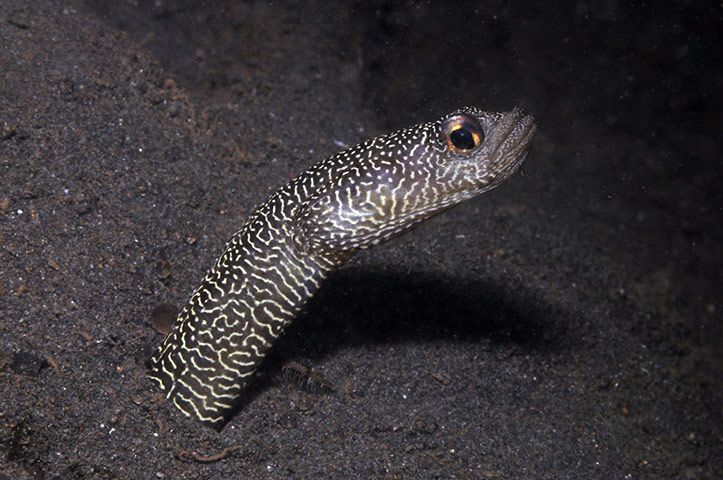 New Species in Bali: Heteroconger new garden eel 