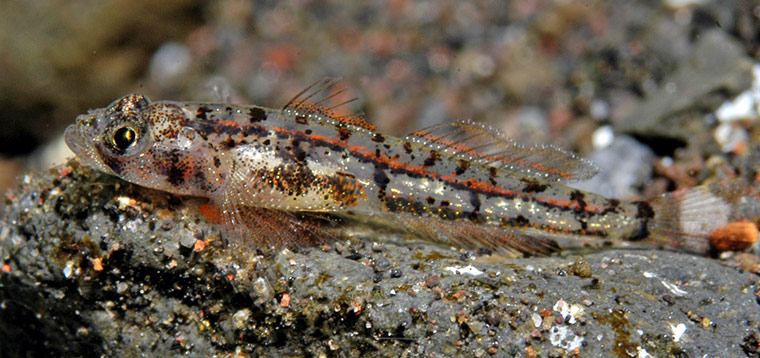 New Species in Bali: Grallenia new goby 