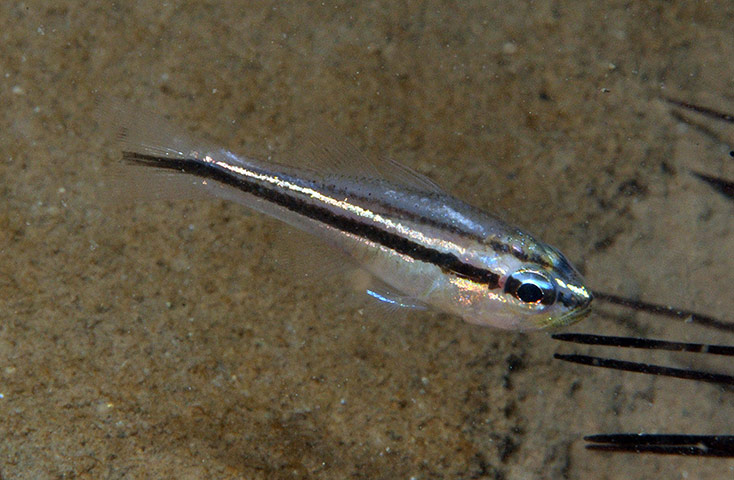 New Species in Bali: Apogon new cardinalfish 