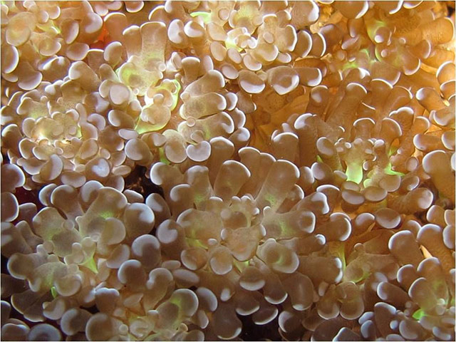 New Species in Bali: Euphyllia new bubble coral 