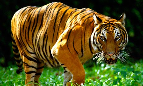 An indochinese tiger in Kuala Lumpur zoo
