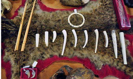 Confiscated tiger's body parts
