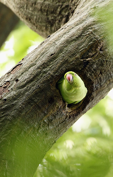 24 hours in pictures: A Rose Ringed Parakeet looks out of it's nest  in Hyde Park, London