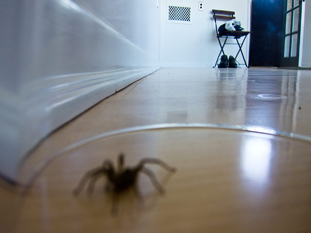 Week in pics: Moby: A spider