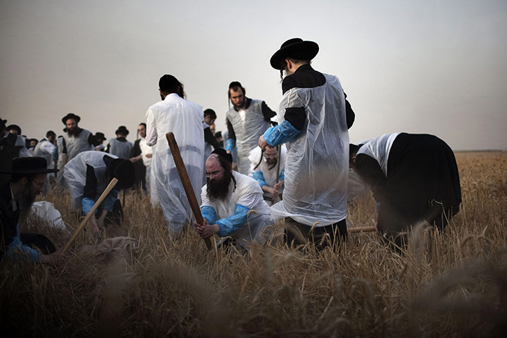 24 hours in pictures: Ultra-Orthodox Jewish men harvesting wheat, Israel
