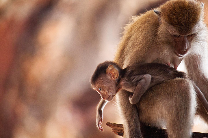 in pictures: tactile: primates