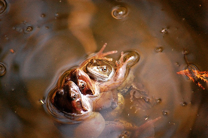 in pictures: tactile: frogs