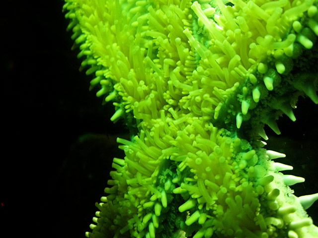 in pictures: tactile: Starfish