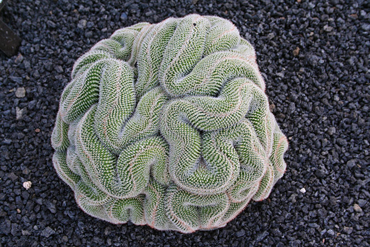 in pictures: tactile: cactus garden in Lanzarotte