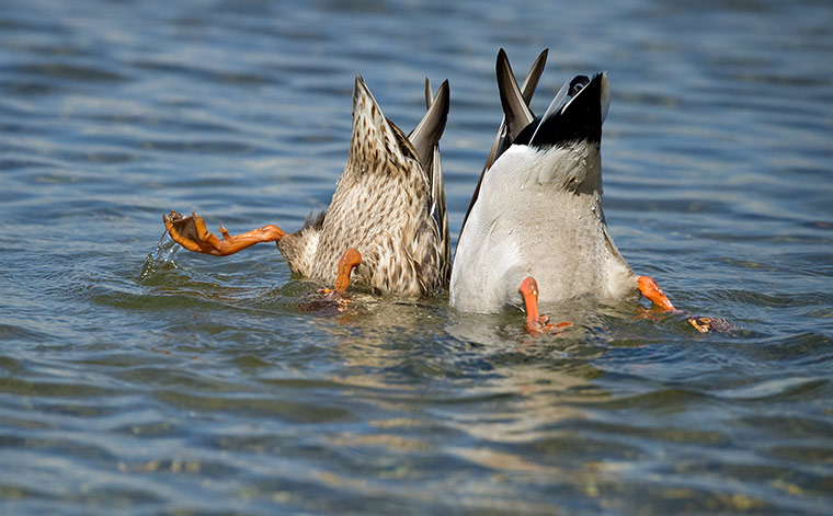 24 hours in pictures: Two ducks dive in the river Rhine  