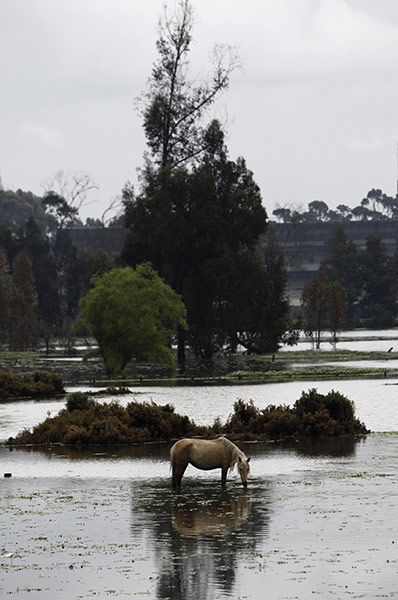 Week in wildlife: A horse stands in floodedwaters in the municipality of Chia