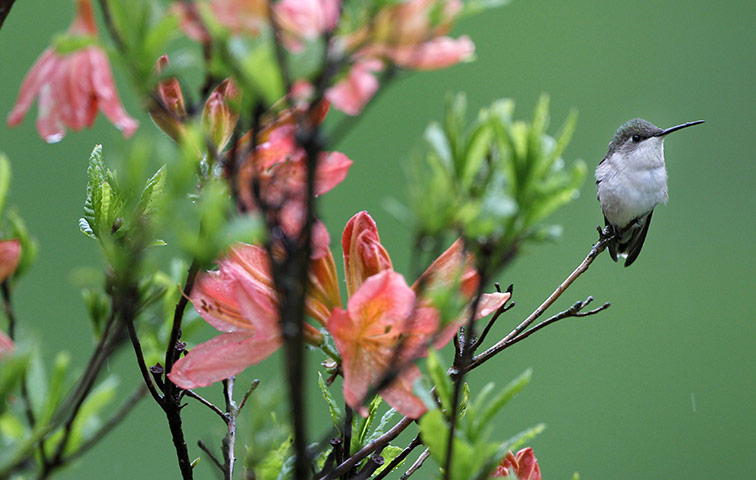 Week in wildlife: A female Ruby-throated hummingbird 