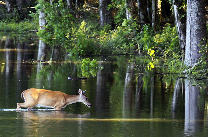 Week in wildlife: Deer wades through water in the Atchafalaya River , Louisiana
