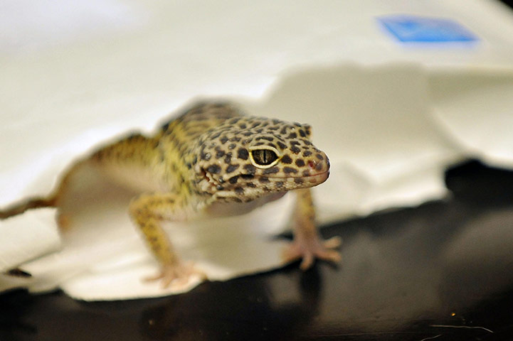 Week in wildlife: Gecko shock for eBay customer