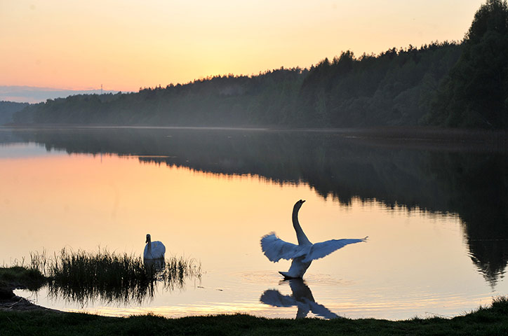 Week in wildlife: Swans swim at the Lake Viacha