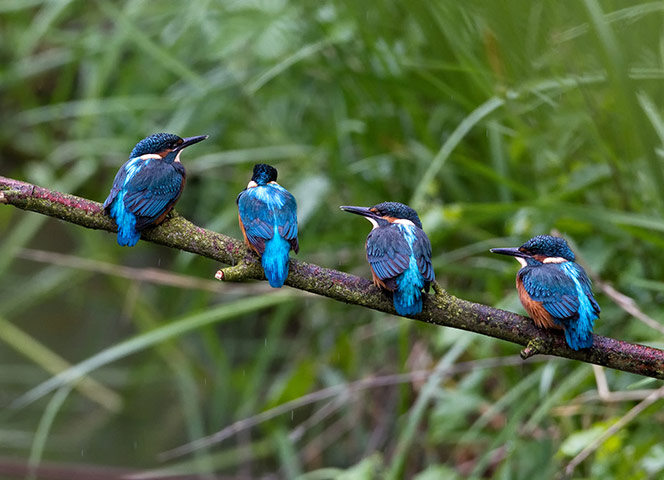 Week in wildlife: Kingfisher family