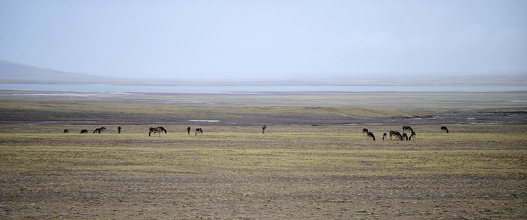 Week in wildlife: Wild donkeys rest near a lake on the grasslands in Hoh Xil