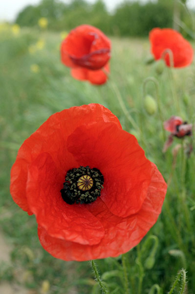 Week in wildlife: Poppy flowers