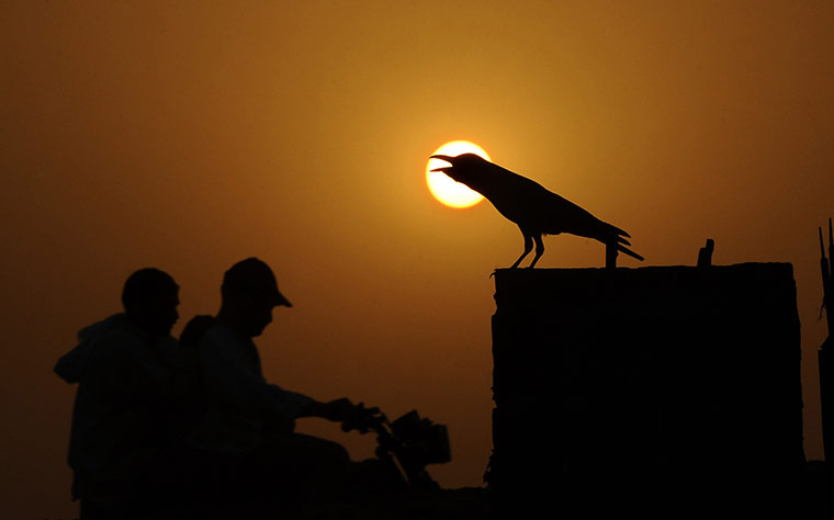 Week in wildlife: A thirsty crow sits on a high place during a heat wave in Lahore 
