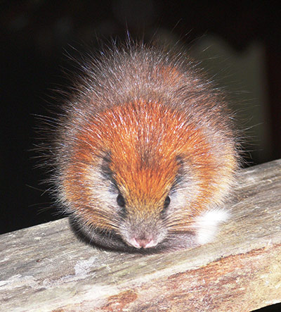 Week in wildlife: RODENT HAS BEEN REDISCOVERED AFTER 113 YEARS