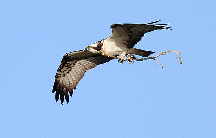 Week in wildlife: Missing osprey
