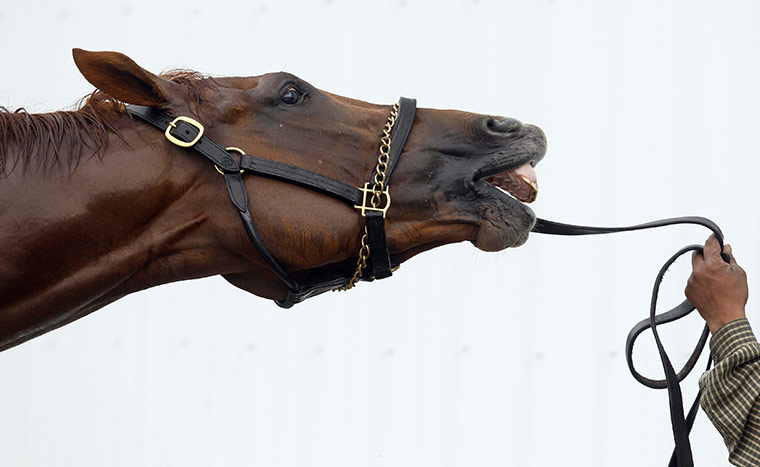 24 Hours in Pix: Kentucky Derby winner