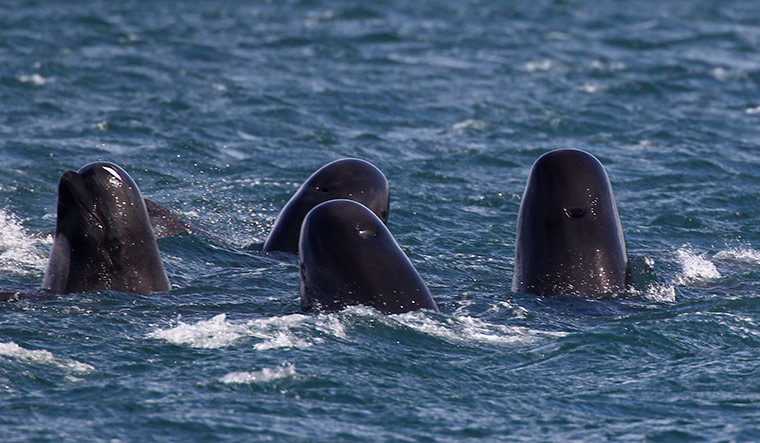 24 Hours in Pix: Pilot whales