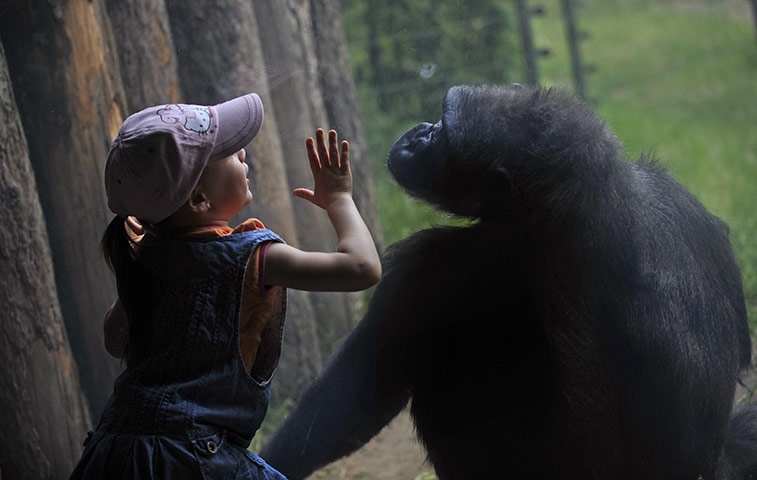 24 hours in pictures: A girl plays with a gorilla at the zoo in Budapest