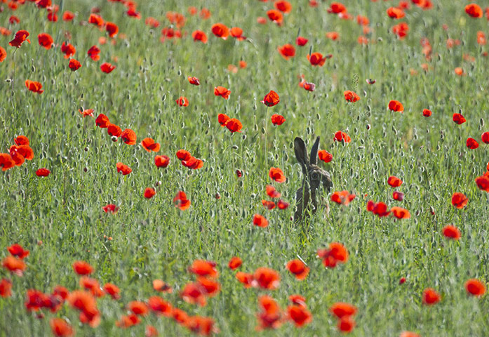 24 hours: Mallnow, Germany: A hare hides in a field of poppies