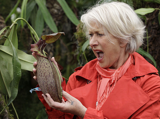 Chelsea Flower Show 2011: Dame Helen Mirren with a new nepenthes 'Helen'