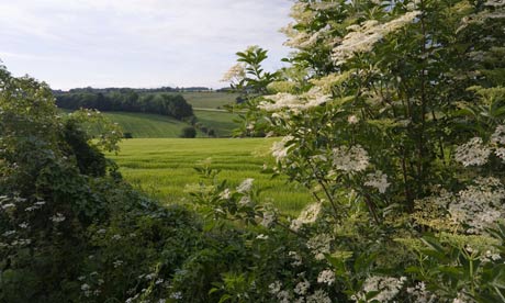 Cotswolds elderflower hedgerow