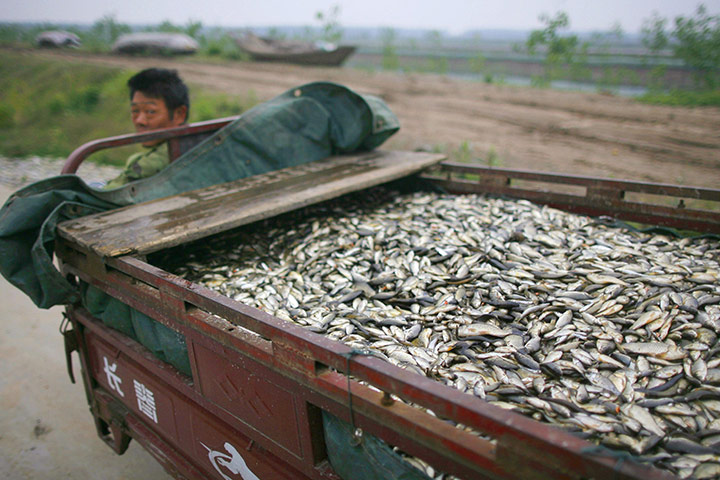 24 hours: China: A fisherman rides a motor tricycle to transport dead fish