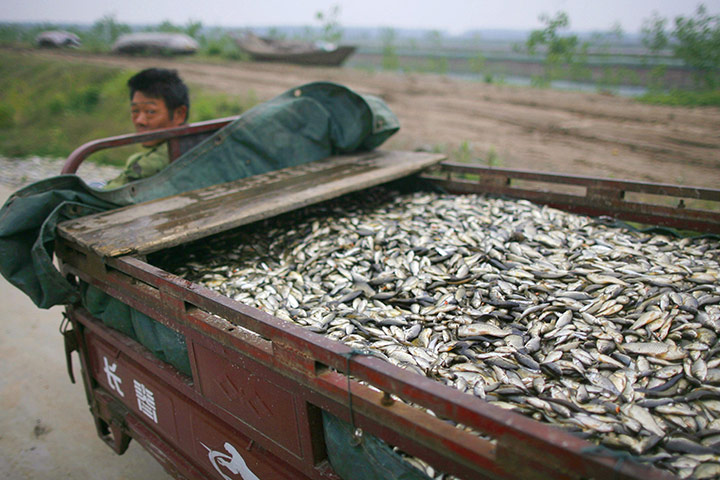 Drought in China: Honghu Lake in Luoshan county, Hubei province