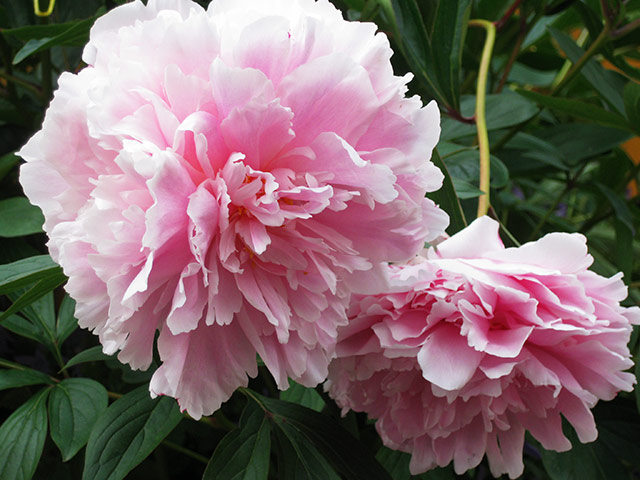 Week in pics: Rhodes: Flowers