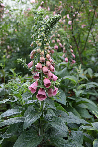 Digitalis X Mertonensis