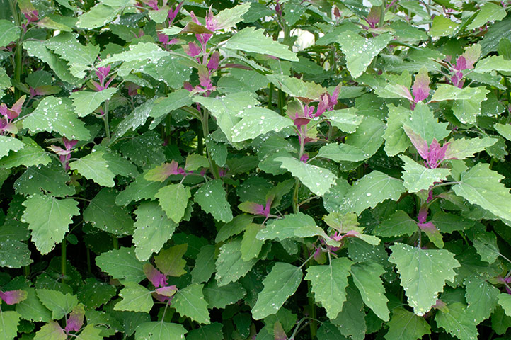 Flower Show Planting: Chenopodium giganteum