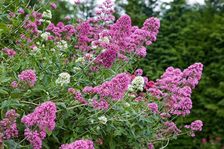 Flower Show Planting: Red Valerian with pink flowers Centranthus ruber