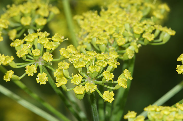 Flower Show Planting: Parsnips or Pastinaca sativa