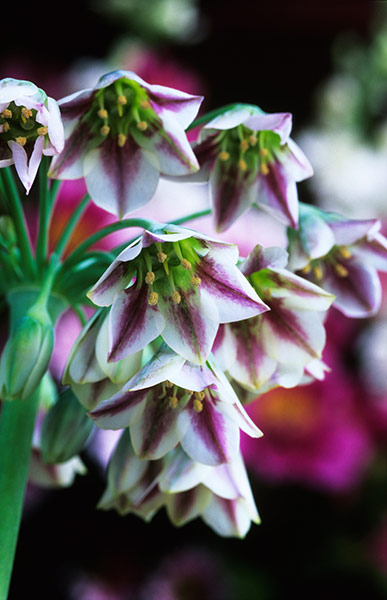 Flower Show Planting: Nectaroscordum siculum
