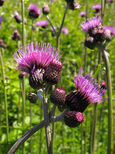 Flower Show Planting: Cirsium rivulare purpureum