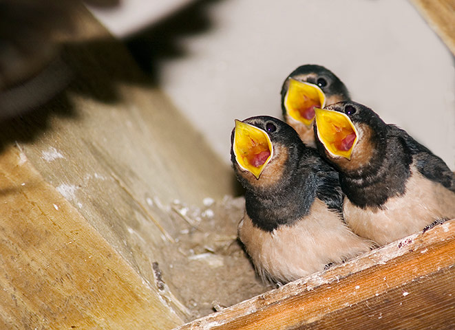 In pictures: expectation: swallows